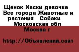 Щенок Хаски девочка - Все города Животные и растения » Собаки   . Московская обл.,Москва г.